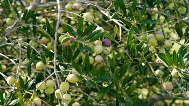 Over 100 enterprises operating in Pakistan’s olive sector