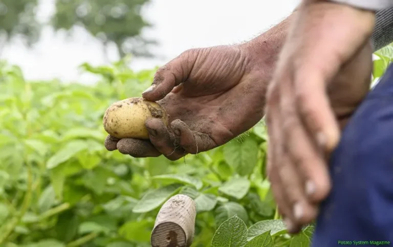 Pakistani scientists working to develop smog-tolerant potato varieties