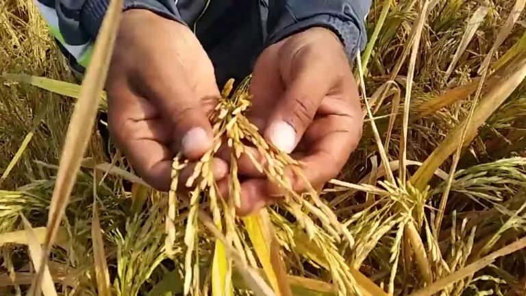 Pakistani scientists develop Basmati variety with longest grain of 9.66mm