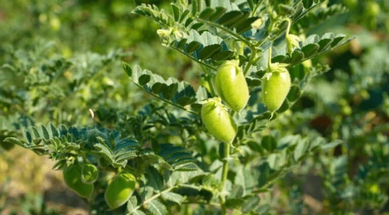 Pakistan develops 400 advanced chickpea breeding lines
