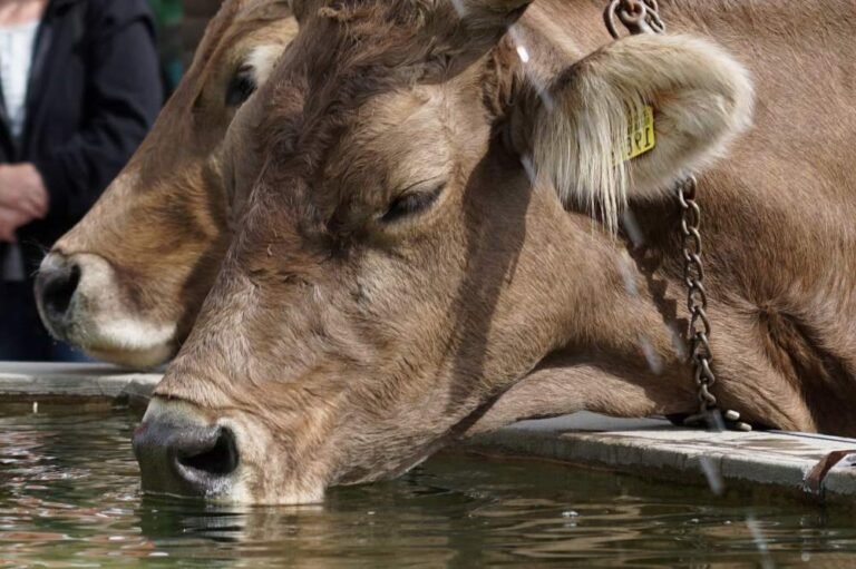 Digital livestock monitoring to strengthen disease control in Punjab