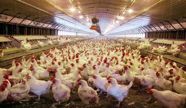 Punjab considers interest-free loans for commercial poultry sector