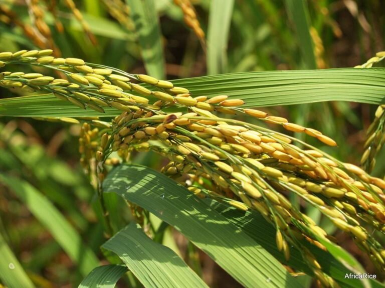 Chinese hybrid rice, canola varieties lift yields in Pakistan
