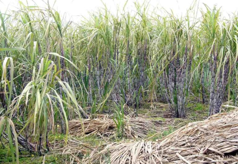 Fresh cane cultivation begins as Punjab mills crush 70% of crop