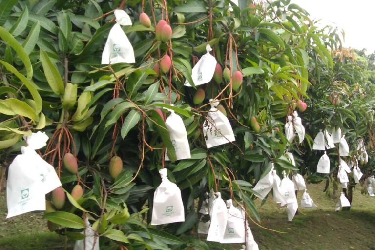 Use of mango bags likely to hit 10m in 2026 as export prices jump 70%