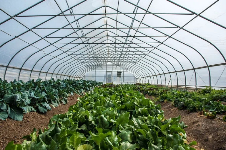 Smart glasshouse speeds up climate-ready crop development in Pakistan