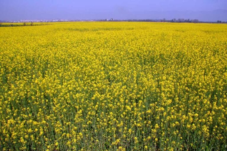 Pakistan plans Rs1.65bn programme to cut edible oil imports