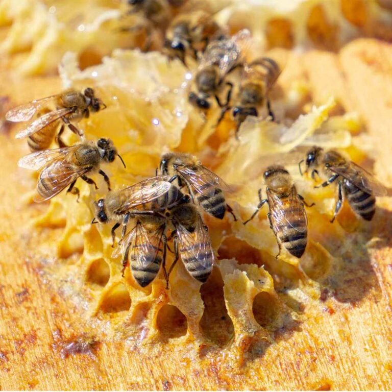 Pakistan’s honey exports reach $15m annually