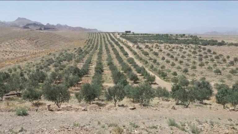 2.6m olive plants in Balochistan enter production phase
