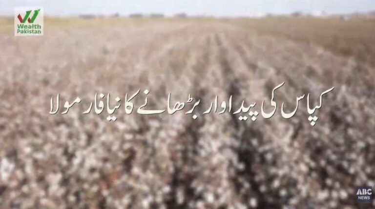 کپاس کی پیداوار کیوں گر رہی ہے؟ پنجاب کا نیا ماسٹر پلان کیا ہے؟