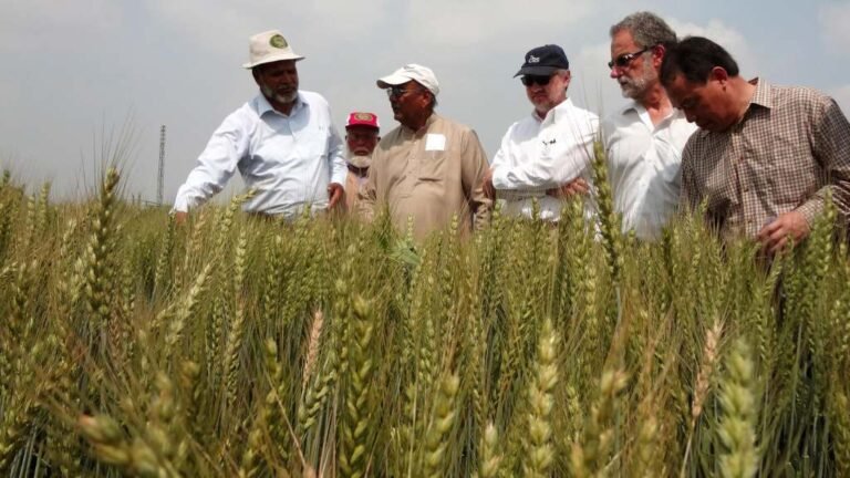 Pakistan expands hybrid wheat research to boost yields, climate resilience