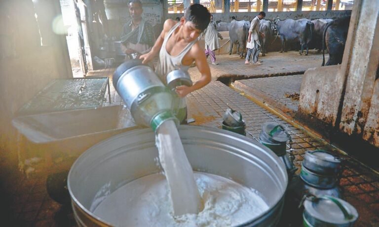 Pakistan’s milk output surges over 80% in two decades