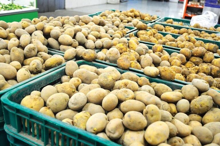 Potato exports hold steady at 248,000 tons in H1 FY26