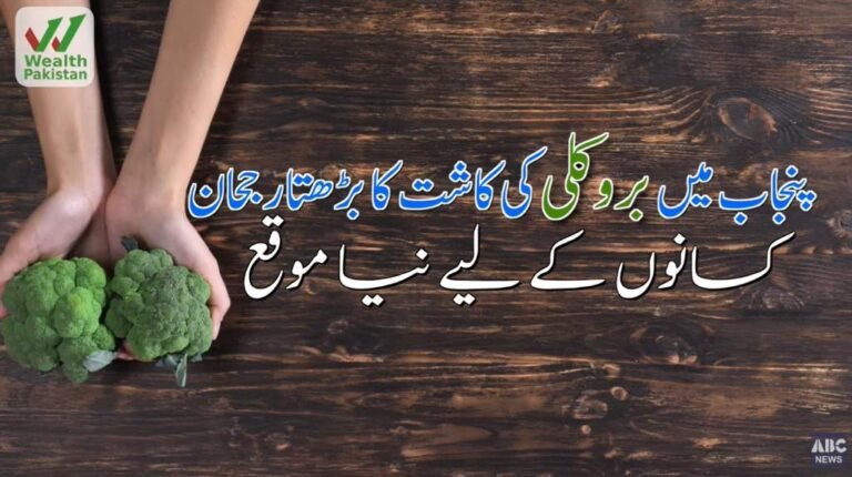 پنجاب میں بروکلی کی کاشت کا بڑھتا رجحان، کسانوں کے لیے نیا موقع